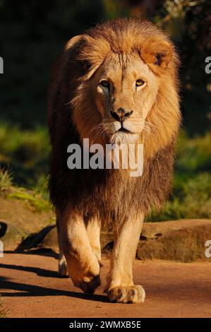 Leone africano (Pathera leo), maschio, prigioniero, presenza in Africa Foto Stock