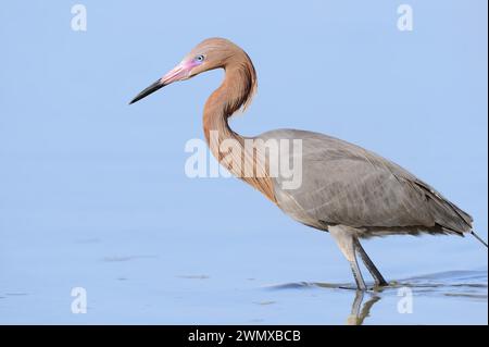 Heron dai piedi blu o Egret rossastro (Dichromanassa rufescens, Egretta rufescens), Florida, Stati Uniti Foto Stock