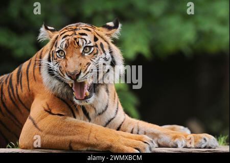 Tigre di Sumatra (Panthera tigris sumatrae), maschio che si schiaccia, prigioniero, che si verifica a Sumatra, Indonesia Foto Stock