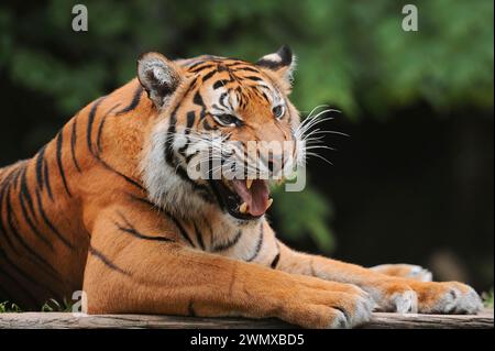 Tigre di Sumatra (Panthera tigris sumatrae), maschio che si schiaccia, prigioniero, che si verifica a Sumatra, Indonesia Foto Stock