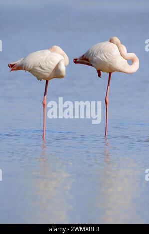 Grande fenicottero (Phoenicopterus roseus), coppia in acqua, Camargue, Provenza, Francia meridionale Foto Stock