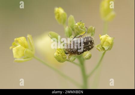 Scarabeo di rosa maculato bianco (Oxythyrea funesta), Provenza, Francia meridionale Foto Stock