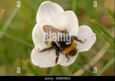 Grande bumblebee terrestre (Bombus terrestris) su croco (Crocus spec.), Renania settentrionale-Vestfalia, Germania Foto Stock