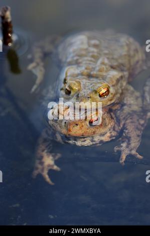 Rospo comune (Bufo bufo), coppie e linee di riproduzione in acqua, Renania settentrionale-Vestfalia, Germania Foto Stock