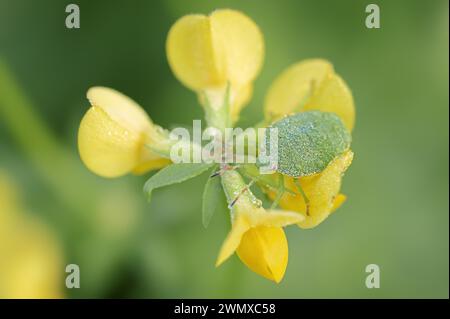 Insetto puzzolente verde o scudo verde (Palomena prasina), ninfa su trifoglio corna comune (Lotus corniculatus), Renania settentrionale-Vestfalia, Germania Foto Stock