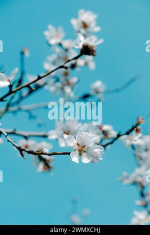 primo piano di un ramo di un mandorlo in piena fioritura, con bellissimi fiori bianchi, contro il cielo blu Foto Stock