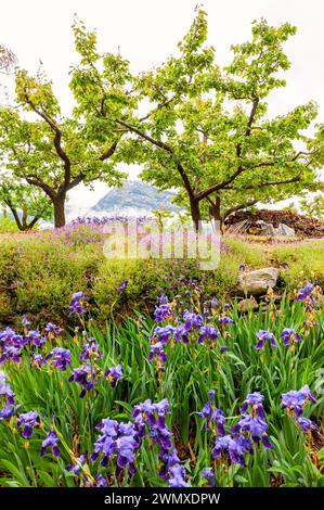 Prato fiorito nelle Alpi svizzere, estate, colorato, viola, giardino, botanica, botanica, natura, meteo, fiori, alberi da frutto, albicocca, prato Foto Stock