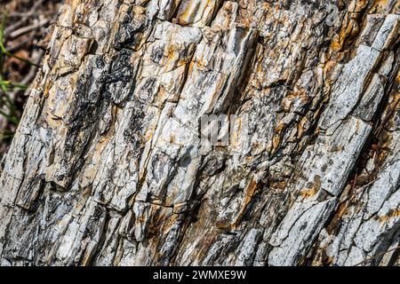 Vista dettagliata della superficie ruvida di un tronco di albero fossilizzato, della foresta pietrificata, di Lefkimis, della Macedonia orientale e della Tracia, della Grecia Foto Stock