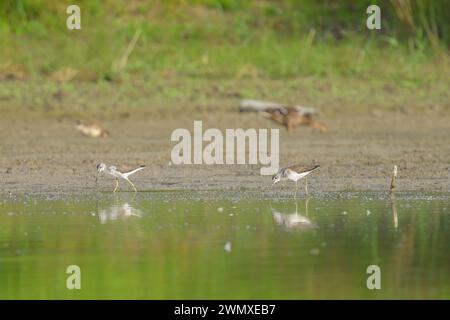 Due comuni Greenshanks che camminano sulla riva di un fiume in cerca di cibo, giornata di sole in autunno (bassa Austria) Foto Stock