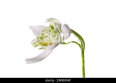 Fiore della doppia goccia di neve (Galanthus nivalis Flore Pleno) su sfondo bianco, Baviera, Germania Foto Stock