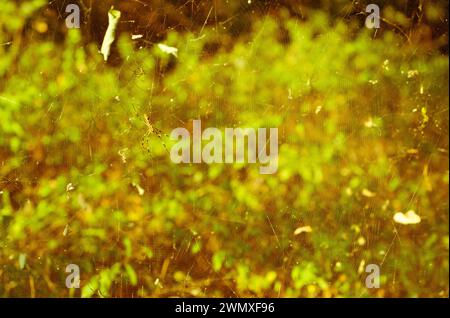 Ragnatela scintillante con umidità e effetto bokeh in luce dorata, in Corea del Sud Foto Stock