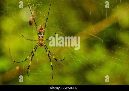 Spider con motivi gialli e neri intreccia la sua rete in un ambiente verde naturale, in Corea del Sud Foto Stock