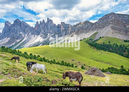 Asini che pascolano su un prato d'alpe ai possenti monti del gruppo delle Odle nelle Dolomiti, Ortisei, Val Gardena, Italia Foto Stock