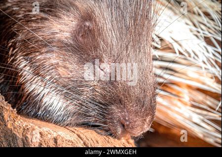 Il volto di un ostrice dormiente (Hystricidae), Eisenberg, Turingia, Germania Foto Stock
