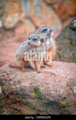 Meerkats (Suricata suricatta) in their territory with their usual behaviour, Eisenberg, Thuringia, Germany Stock Photo