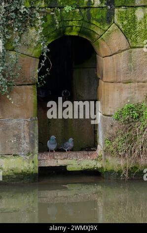 Piccioni della città sul canale Neckar a Heilbronn, valle Neckar, Neckar, piccione, Heilbronn-Franken, Baden-Wuerttemberg, Germania Foto Stock