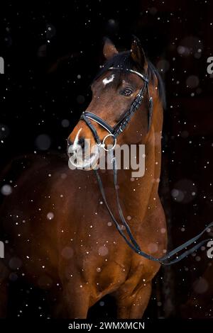 Holsteiner Horse. Ritratto dello stallone della baia in caduta di neve. Germania Foto Stock