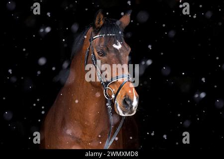 Holsteiner Horse. Ritratto dello stallone della baia in caduta di neve. Germania Foto Stock