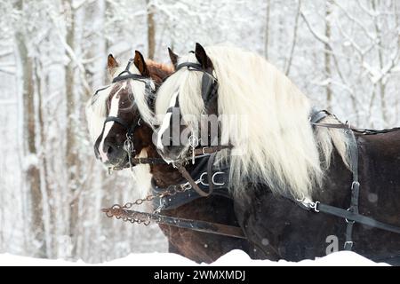 Foresta nera Draughthorse. Due stalloni che tirano una slitta. Germania Foto Stock