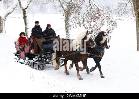 Foresta nera Draughthorse. Due stalloni che tirano una slitta. Germania Foto Stock