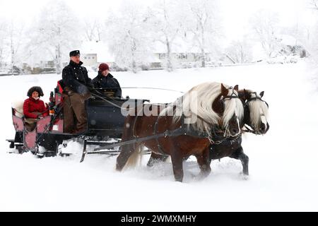 Foresta nera Draughthorse. Due stalloni che tirano una slitta. Germania Foto Stock