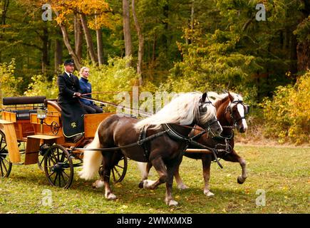 Foresta nera Draughthorse. Due stalloni che tirano una carrozza in autunno. Germania Foto Stock
