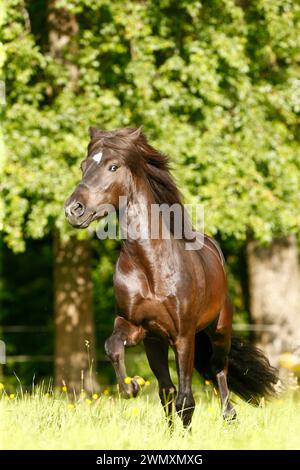 Cavallo islandese. Stallone nero Skor fra Visindahofi trotting in un pascolo. Germania Foto Stock