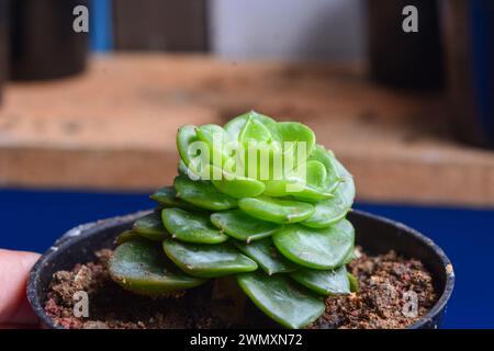 Le piante succulente hanno una forma miniaturizzata. Le foglie spesse contengono molta acqua. Questa pianta è di solito piantata in piccoli vasi per essere utilizzata come orname Foto Stock