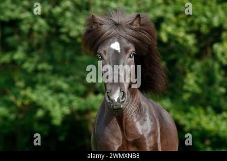 Cavallo islandese. Stallone nero Skor fra Visindahofi con occhi blu, ritratto. Germania Foto Stock
