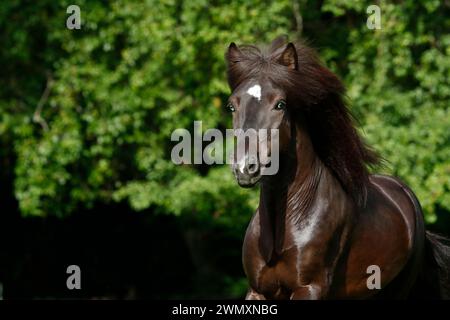 Cavallo islandese. Stallone nero Skor fra Visindahofi galoppo in un pascolo, ritratto. Germania Foto Stock
