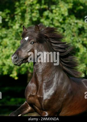 Cavallo islandese. Stallone nero Skor fra Visindahofi galoppo in un pascolo, ritratto. Germania Foto Stock