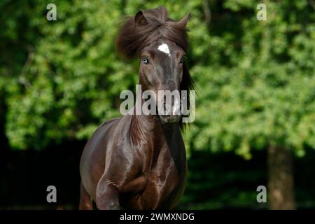Cavallo islandese. Stallone nero Skor fra Visindahofi con occhi blu, ritratto. Germania Foto Stock