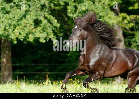 Cavallo islandese. Stallone nero Skor fra Visindahofi galoppo in un pascolo. Germania Foto Stock