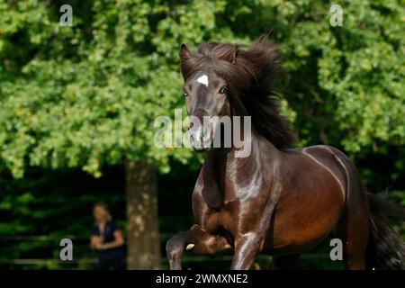 Cavallo islandese. Stallone nero Skor fra Visindahofi con occhi blu, ritratto. Germania Foto Stock