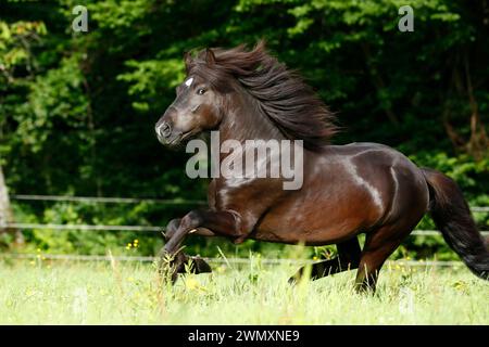 Cavallo islandese. Stallone nero Skor fra Visindahofi galoppo in un pascolo. Germania Foto Stock