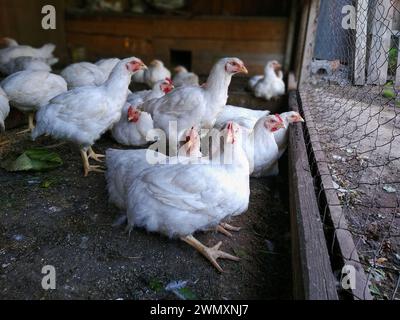 I polli da carne si siedono e riposano nella fattoria e guardano attraverso la rete metallica Foto Stock