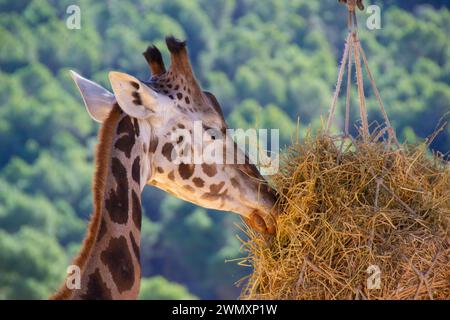 Primo piano della testa di una giraffa in cattività che mangia fieno nel parco safari Aitana, in Spagna, all'aperto durante il giorno. Foto Stock