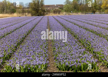 Campi di giacimenti di giacimenti in fiore vicino a Lisse nei Paesi Bassi Foto Stock