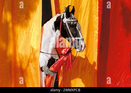 Il grazioso Marwari mare Hirkani con briglia tradizionale in tessuto rosso e giallo, Rajasthan, India Foto Stock