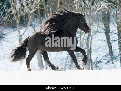 Il frisone cavallo. Stallone nero al galoppo in neve. Germania Foto Stock