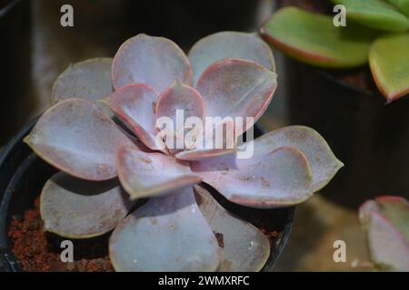 Le piante succulente hanno una forma miniaturizzata. Le foglie spesse contengono molta acqua. Questa pianta è di solito piantata in piccoli vasi per essere utilizzata come orname Foto Stock