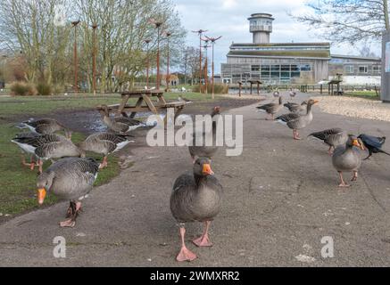 WWT Slimbridge Wetland Centre, vista della riserva naturale Wildfowl and Wetlands Trust e attrazione turistica nel Gloucestershire, Inghilterra, Regno Unito Foto Stock