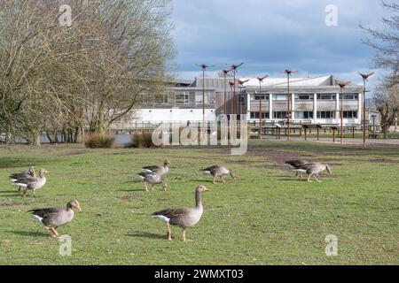 WWT Slimbridge Wetland Centre, vista della riserva naturale Wildfowl and Wetlands Trust e attrazione turistica nel Gloucestershire, Inghilterra, Regno Unito Foto Stock