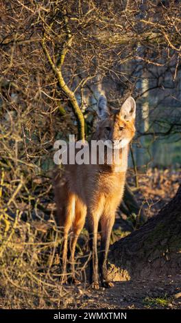 Maned Wolf si distinse guardando fuori dagli alberi Foto Stock