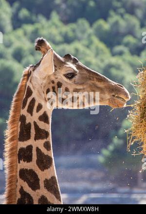 Primo piano della testa di una giraffa in cattività che mangia fieno nel parco safari Aitana, in Spagna, all'aperto durante il giorno. Foto Stock