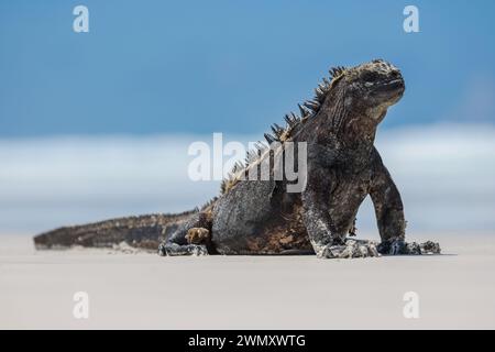 Iguana marina della fauna selvatica delle Galapagos (Amblyrhynchus cristatus) a piedi sulla spiaggia della baia di Tortuga sull'isola di Santa Cruz con l'oceano sullo sfondo. Anche k Foto Stock