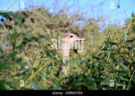 La testa di una femmina di struzzo dal collo rosso allo zoo di Paignton, Devon. Foto Stock