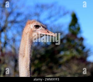 La testa di una femmina di struzzo dal collo rosso allo zoo di Paignton, Devon. Foto Stock