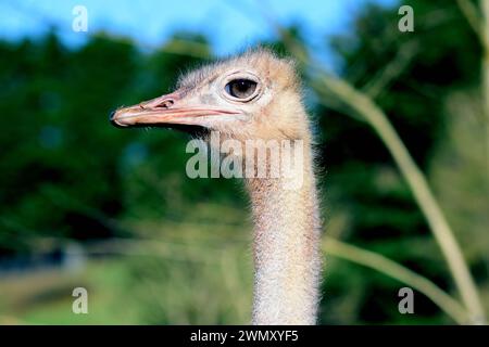 La testa di una femmina di struzzo dal collo rosso allo zoo di Paignton, Devon. Foto Stock