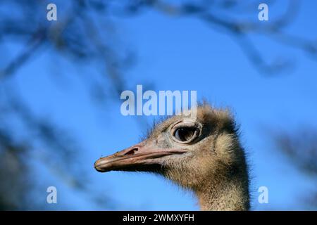 La testa di una femmina di struzzo dal collo rosso allo zoo di Paignton, Devon. Foto Stock